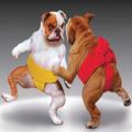 Sumo Dogs